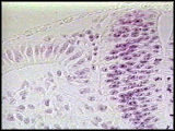 Histological section showing quail and chick cells