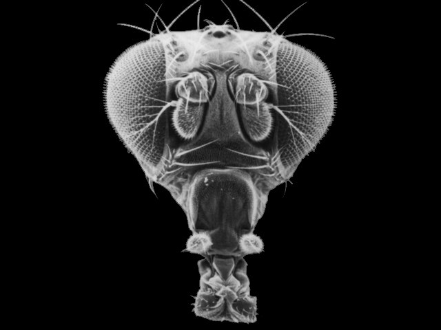 Interactive Fly, Drosophila