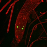 Arabidopsis roots