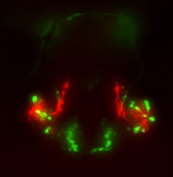 Zebrafish neuromast – sox10_lyn_24 hs