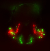 Zebrafish neuromast  sox10_lyn_24 hs