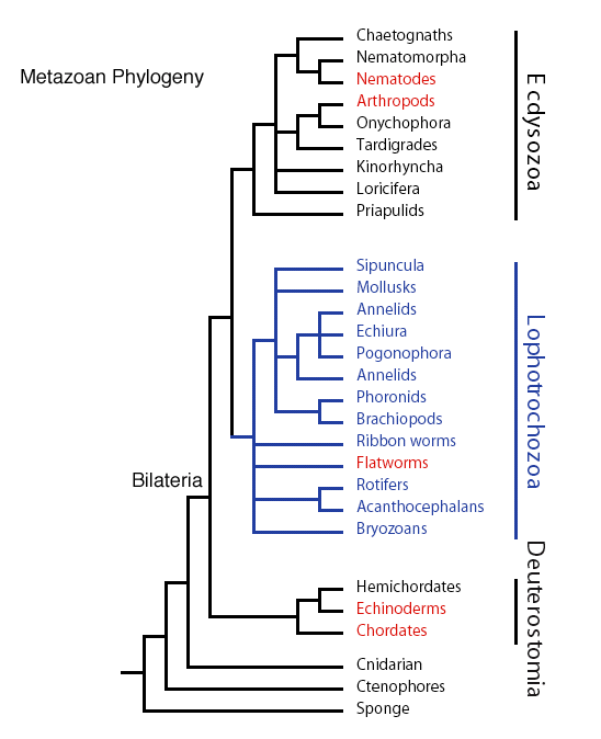 metazoan phylogeny tree