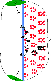 progression of the morphogenetic furrow across the eye disc