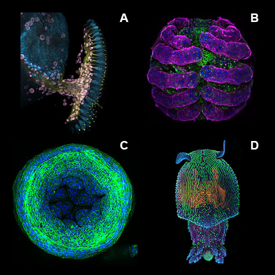 MBL images