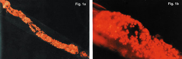 Pinocytosis Labeling