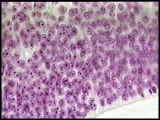 Histological section showing quail and chick cells