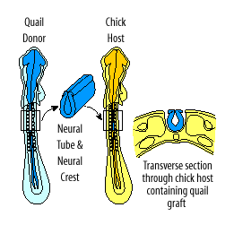 Diagram of surgical construction of quail-chick chimeras of the nervous system