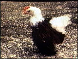 Histological section showing quail and chick cells