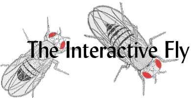 The Interactive Fly