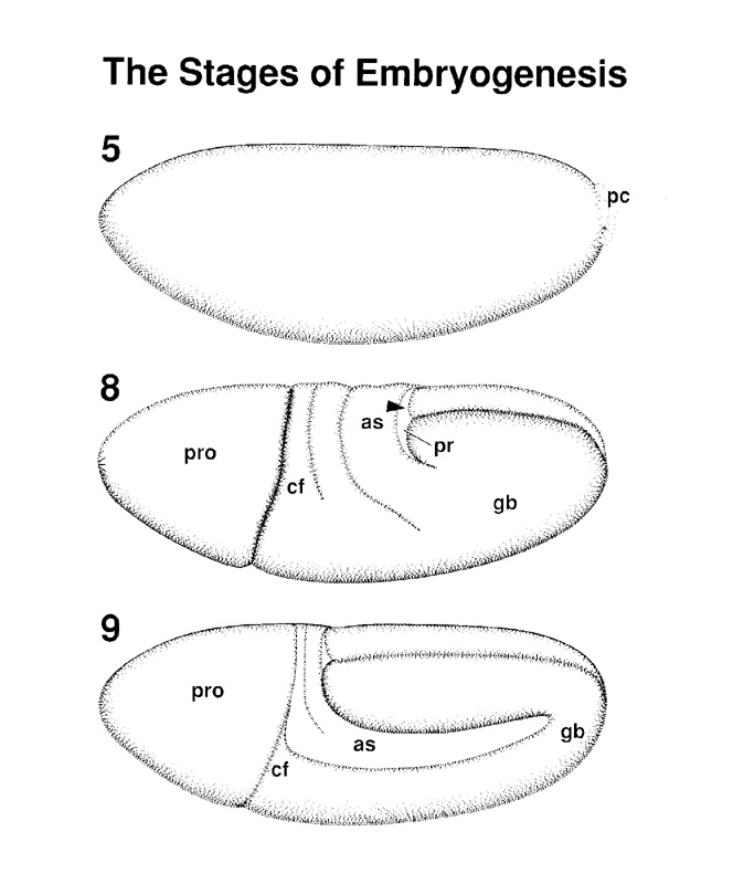 Stages of Embryogenesis