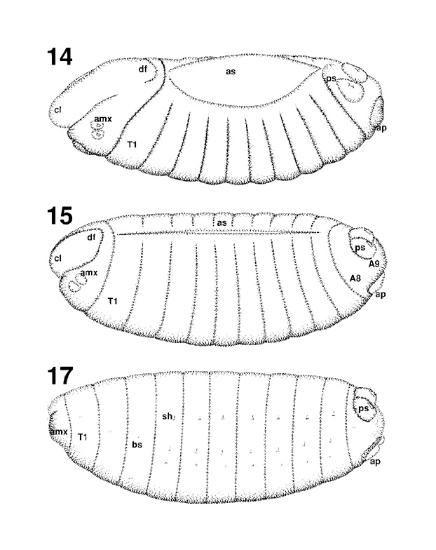 Stages of Embryogenesis