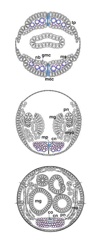 CNS stages 11-17 transverse