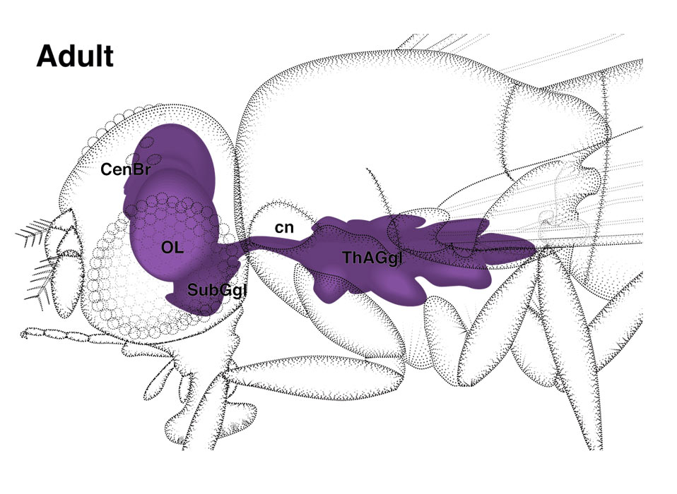 download selective estrogen receptor