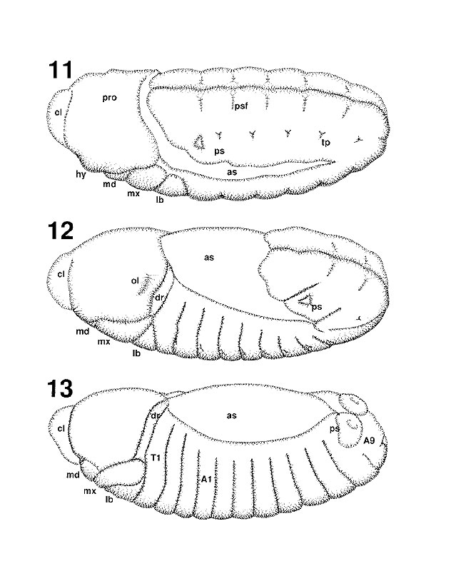 stages 11-13