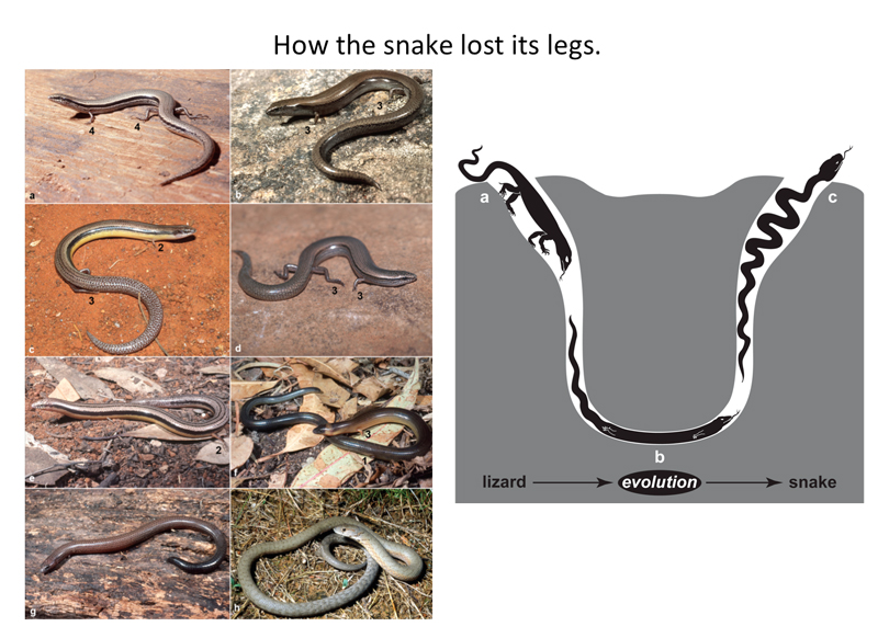 How the Snake Lost Its Legs by Lewis I. Held, Jr.