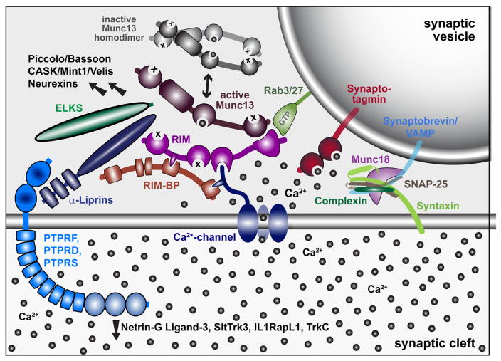 Synapse Labs on X: Announcing Synapse X - Modular bridging